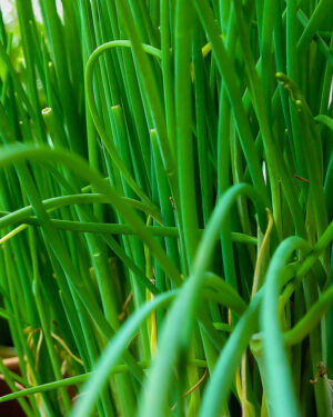 Chive