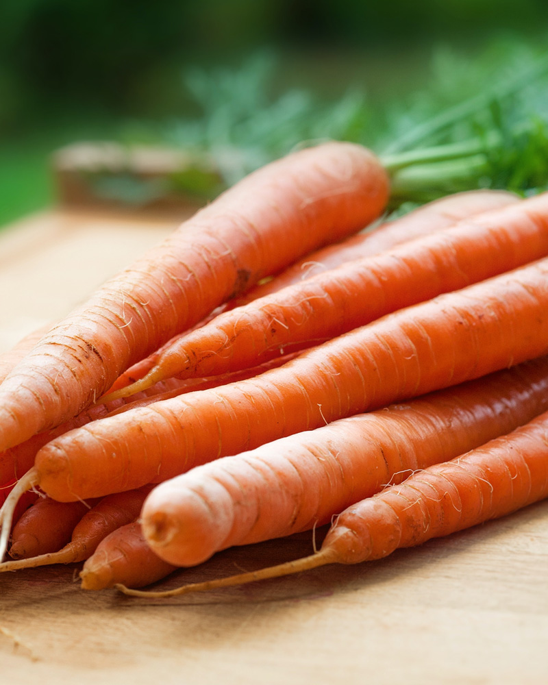 Carrot