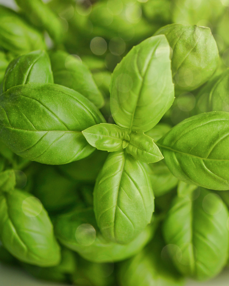Basil